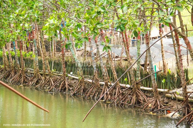 Bersama keluarga, Sururi membibit mangrove di beberapa petak tambak nggak jauh dari rumahnya, sebelum nantinya ditanam di bibir pantai.