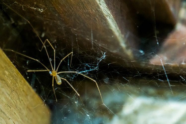 Laba-laba Menjaga Keberlangsungan Hidup Ras Manusia