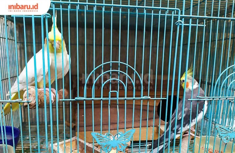 Tips Memelihara Burung Falk, si Parkit Australia Berharga Jutaan Rupiah