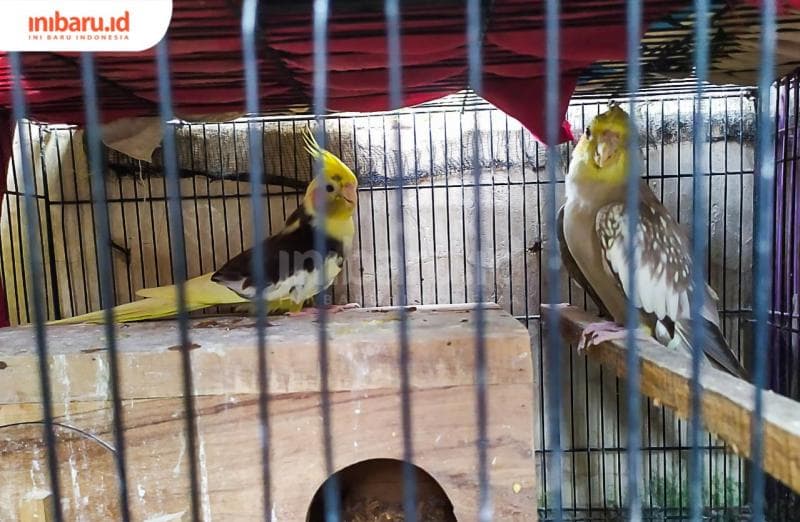 Bisnis Menggiurkan; Berapa Modal Beternak Burung 'Parkit Australia' Falk?