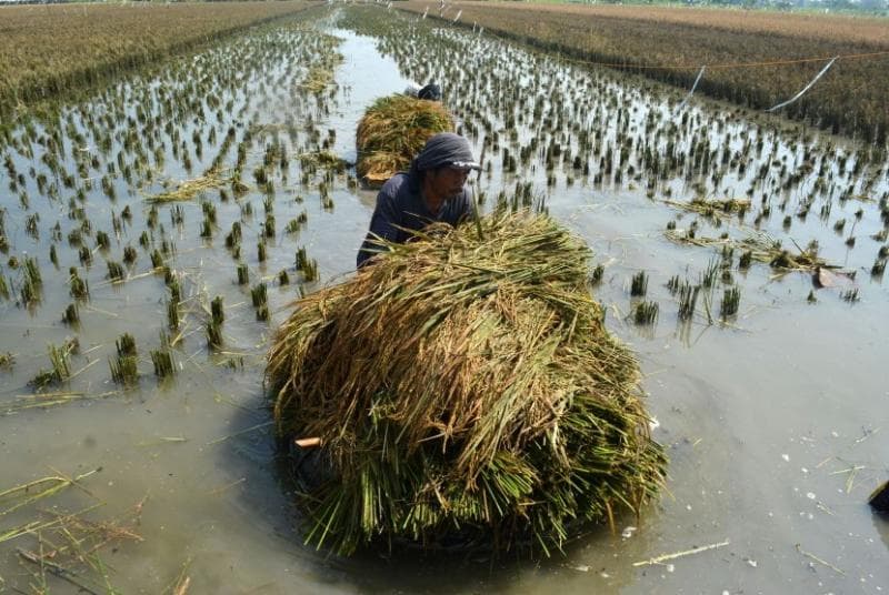 Ilustrasi: Para petani mempercepat waktu panen padi untuk menghindari kerugian yang lebih banyak lagi akibat banjir. (Antara/Umarul Faruq)