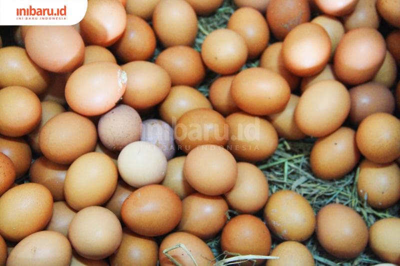 Jumlah Aman Makan Telur Setiap Hari