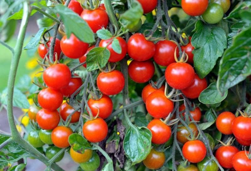 Tomat ceri memiliki banyak manfaat untuk kesehatan. (gardeningknowhow via IDN)