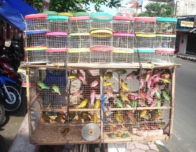 Nggak hanya anak ayam, burung emprit juga terkadang diberi pewarna dulu sebelum dijual ke anak-anak. (Trenburung.blogspot)
