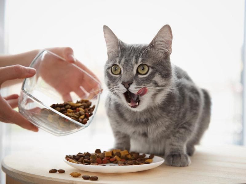 Kucing yang sedang hamil nafsu makannya meningkat. (Shutterstock via Liputan6)