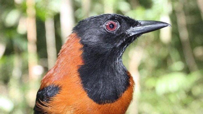 Burung beracun hooded pitohui hewan endemik Indonesia Timur dan Papua. (Pinterest)