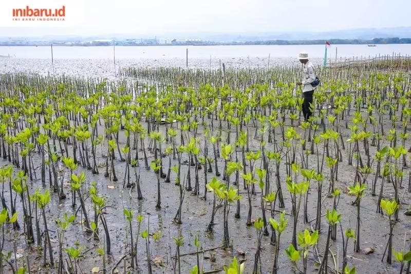 Penanaman bibit mangrove di pantai Kelurahan Mangunharjo, Kecamatan Tugu, Kota Semarang. (Inibaru.id/ Galih PL)