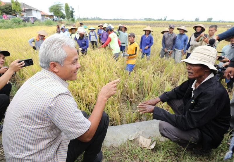 Gubernur Jawa Tengah Ganjar Pranowo memastikan panen padi di&nbsp;Kecamatan Ngampel, Kabupaten Kendal, belum lama ini, berlangsung lancar. (Jatengprov)