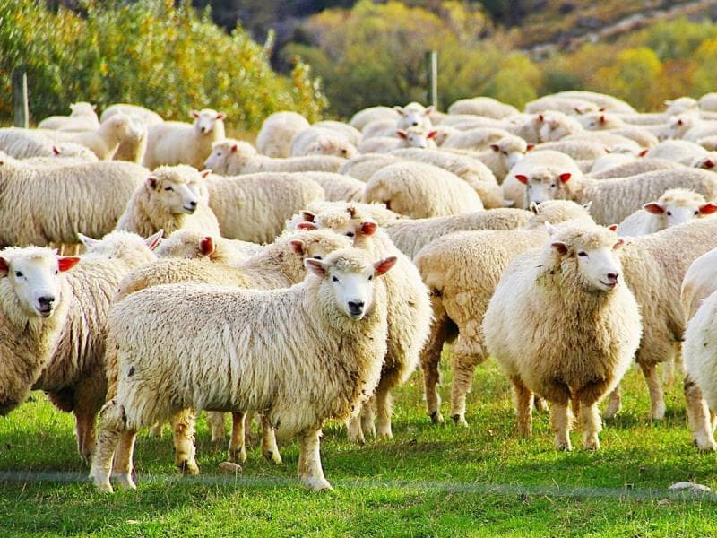 Ini Jamu 'Ajaib' Penambah Bobot Domba