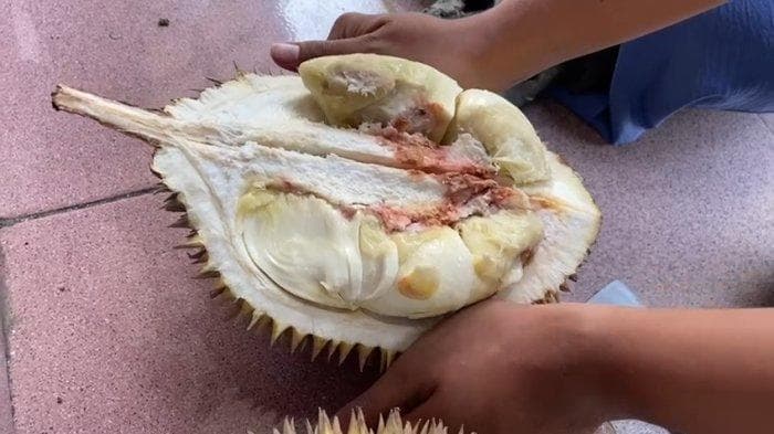 Durian celeng merupakan durian nggak layak makan yan masih mentah dan busuk. (Tribunpantura/Dina Indriani)