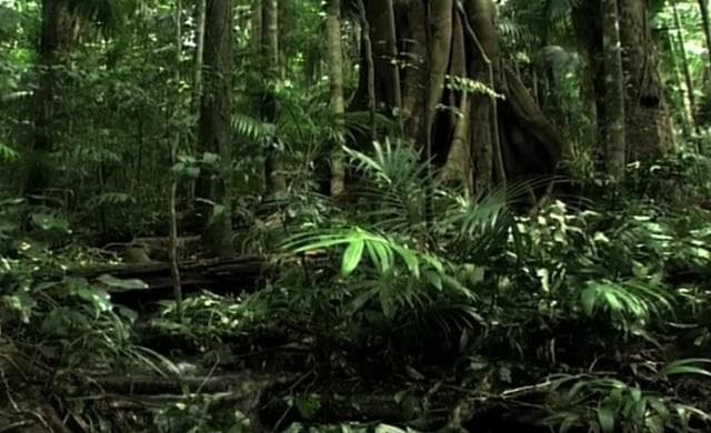 Tantangan Menjaga Hutan Hujan Tropis Harus Dijawab Bersama