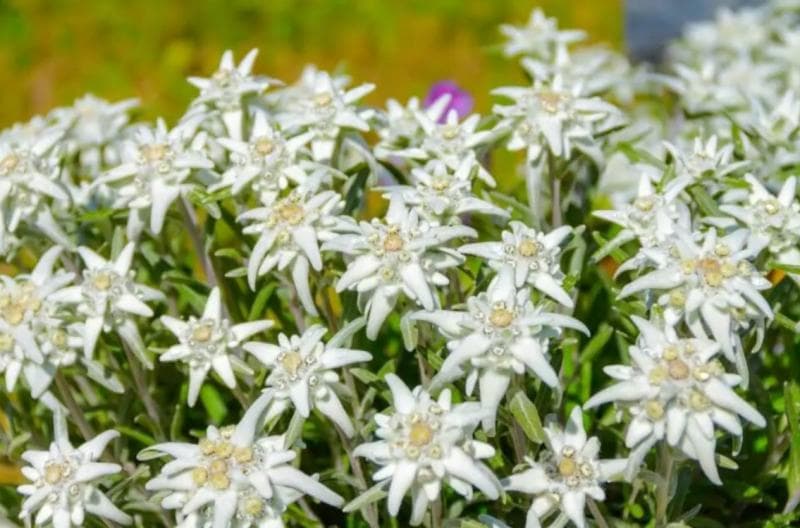 Ciri khas edelweiss Eropa dikelilingi daun beluduru putih berbentuk runcing. (Petal Republic)