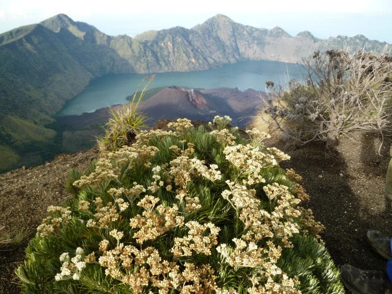 Edelweiss dan pemandangan yang menakjubkan di Gunung Rinjani. (Explore Gunung)<br>