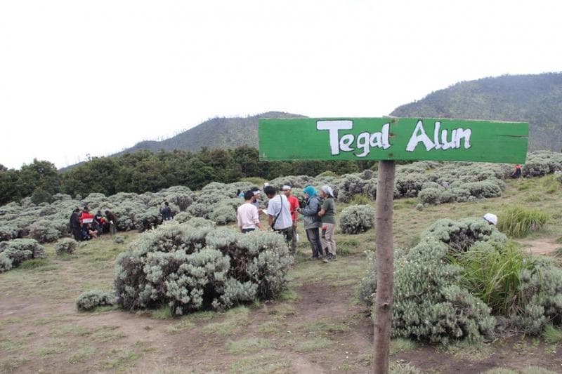 Selain hutan mati, ladang edelweiss menjadi salah satu daya tarik gunung Papandayan. (Indonesia Kaya/Tauhid)