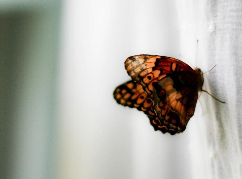 Faktanya, mitos tentang Kupu-kupu dibahas dalam Primbon Jawa. (Flickr/Shona Leah)