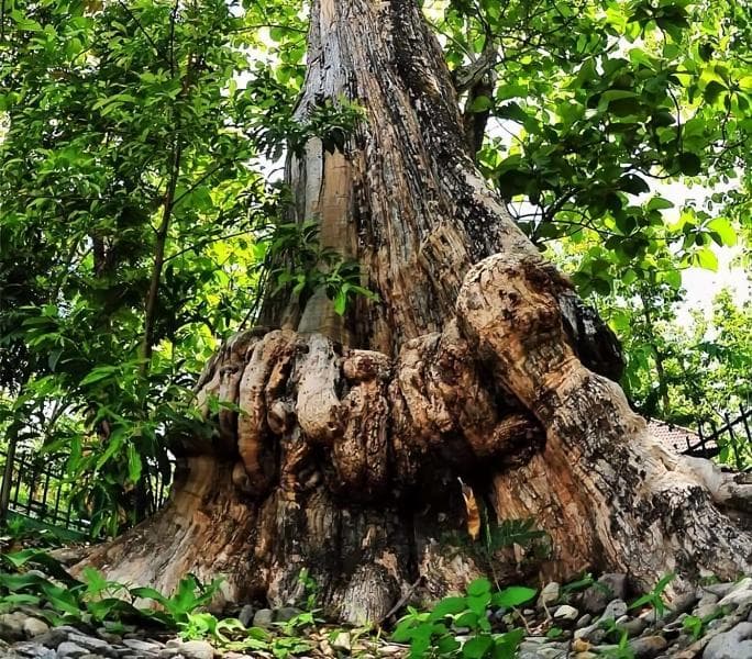 Pohon jati Denok di Blora. (Instagram/daimul_wb)