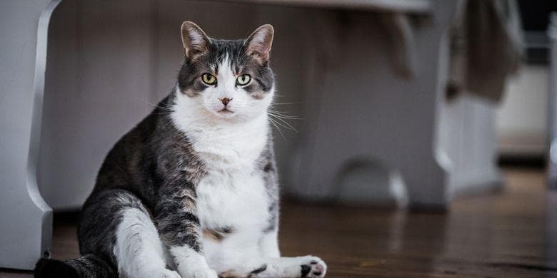 Kucing obesitas berisiko mengalami diabetes. (Shutterstock/Benoit Daoust)