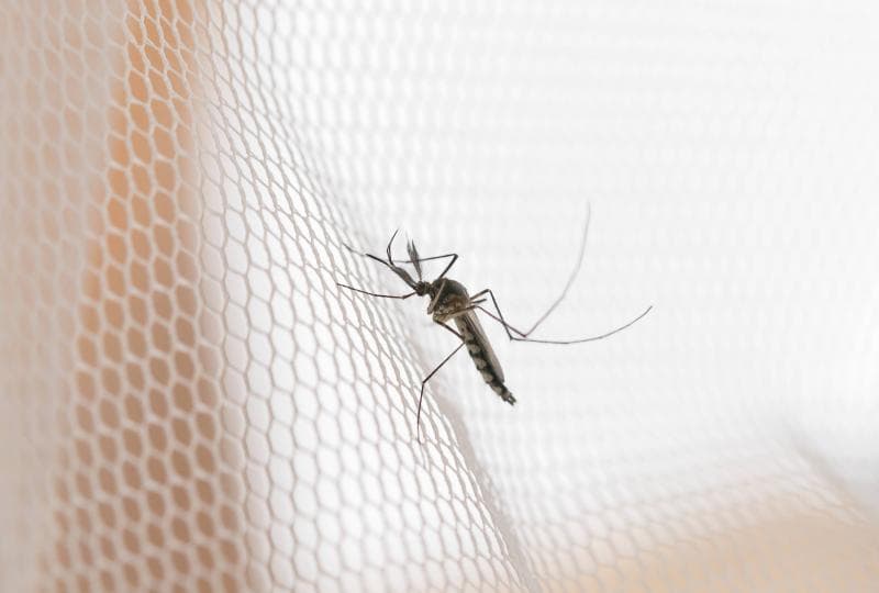 Ampuh, Ini Tips Mengusir Nyamuk dari Kamar