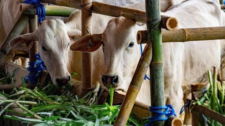 Sambut Iduladha, Sragen Pastikan Ternak Sehat