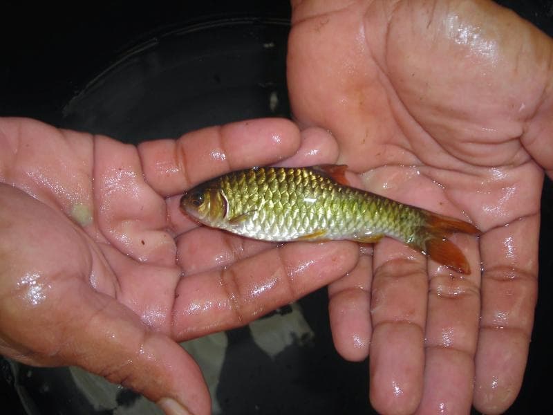 Ikan wader disebut akan punah di Indonesia. (Perikanan.probolinggokab)