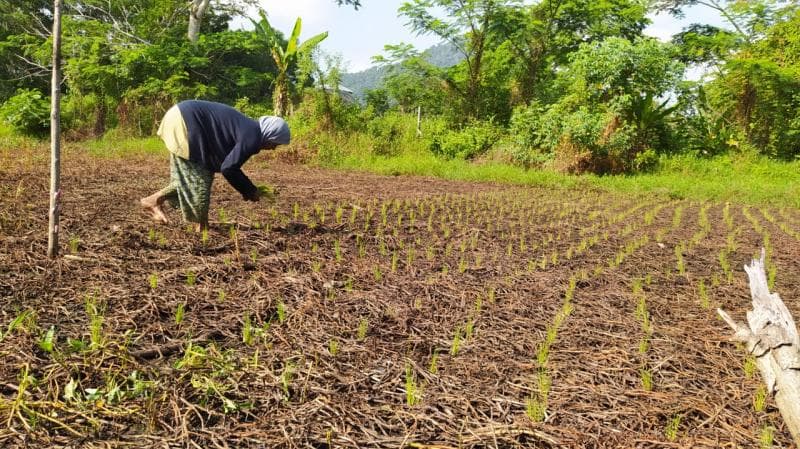 Memasuki Bulan Juni, Sebagian Wilayah Indonesia Mulai Musim Kemarau