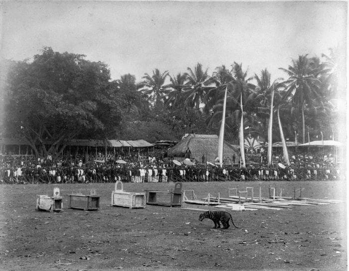 Rampogan Macan, Tradisi Ala Gladiator yang Dikenal Orang Jawa Zaman Dahulu