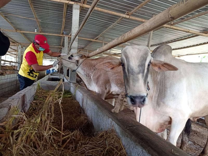 Sekilas tentang Antraks, Bakteri yang Bertahan Puluhan Tahun di Tanah