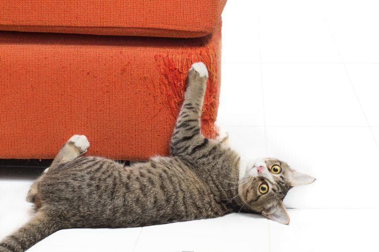 Cara Mencegah Kucing Menggaruk Barang-barang di Rumah