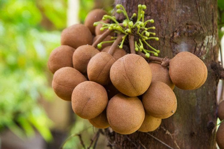 Buah kepel, buah khas Keraton Yogyakarta. (Shutterstock/Ibenk_88)