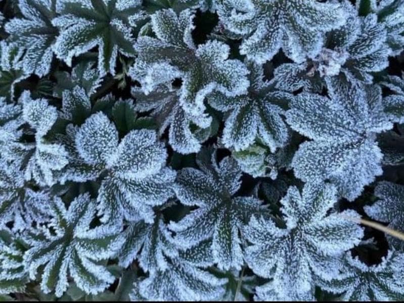 Kembali Muncul, Kali Terakhir Embun Es Selimuti Merbabu Tujuh Tahun Lalu