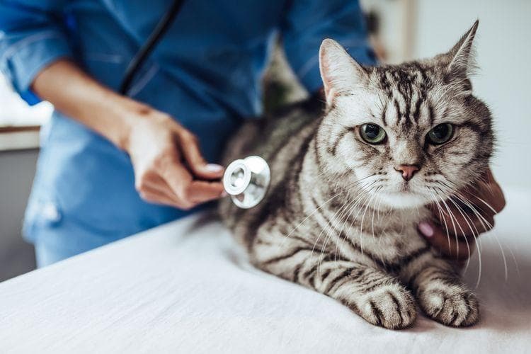 Ilustrasi: Segera bawa kucing ke dokter ketika sakit. (Shutterstock)