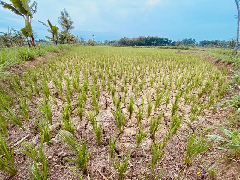 Akibat Fenomena El Nino, Pemerintah akan Lakukan Impor Pangan