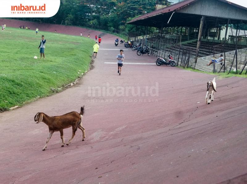 Seekor kambing melintas di velodrome Staadion Diponegoro. (Inibaru.id/ Audrian F)<br>