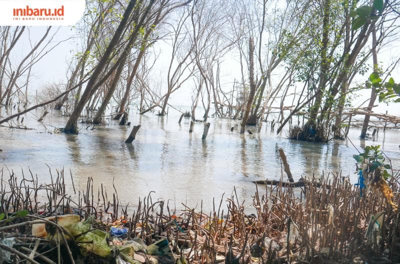 Sampah yang nyangkut di akar serta mangrove yang meranggas dan mati menjadi pemandangan yang menyedihkan di hutan mangrove nggak jauh dari Dukuh Bedono. (Inibaru.id/ Ayu Sasmita)