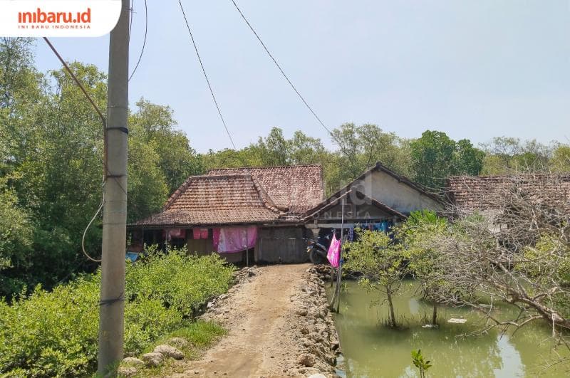 Rumah warga berdampingan dengan pohon mangrove, untuk melindungi saat tingginya ombak laut di&nbsp;Dukuh Bedono, Desa Bedono, Kecamatan Sayung, Kabupaten Demak, Sabtu (2/9/2023).&nbsp;(Inibaru.id/ Ayu Sasmita)