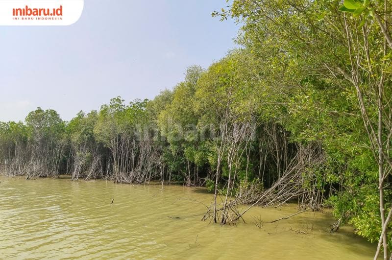 Bagian ujung hutan mangrove&nbsp;Dukuh Bedono, Desa Bedono, Kecamatan Sayung, Kabupaten Demak, dalam keadaan miring bekas hantaman ombak laut, Sabtu (2/9/2023).&nbsp;(Inibaru.id/ Ayu Sasmita)