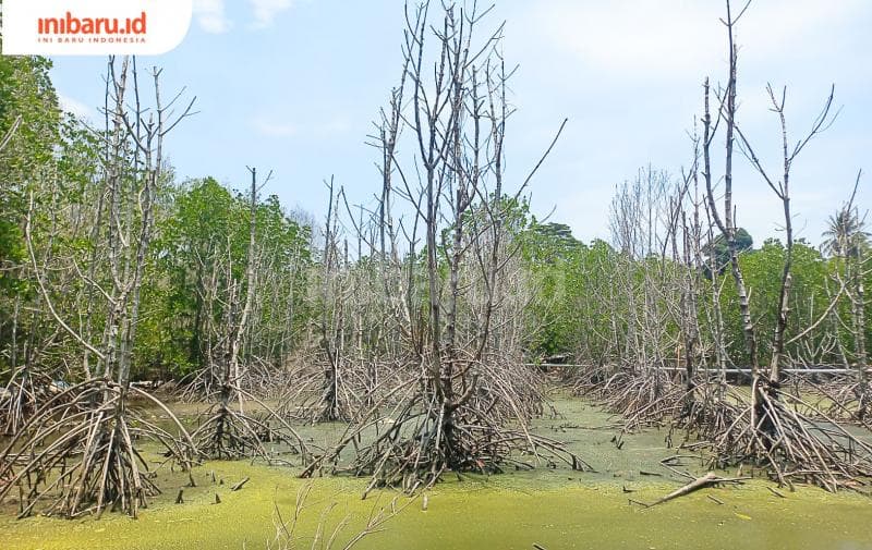 Pohon mangrove yang mati di dekat lokasi tambak udang Karimunjawa. (Inibaru.id/ Fitroh Nurikhsan)