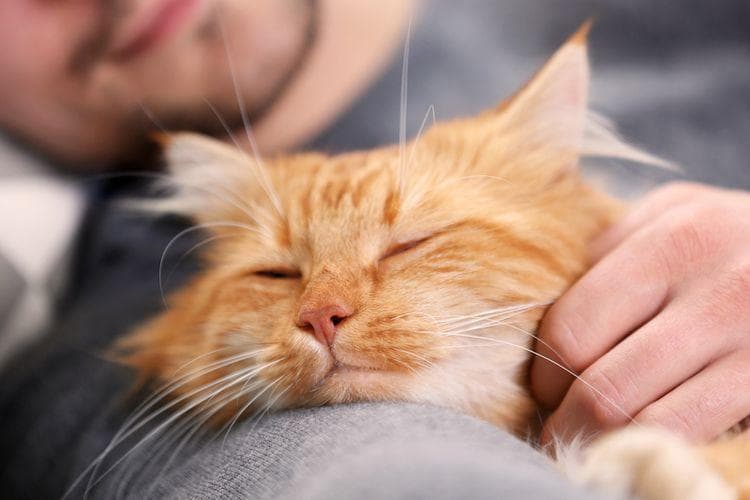 Ada dampak kesehatan yang perlu diperhatikan jika kamu hobi tidur bersama kucing. (Shutterstock/Africa Studio)