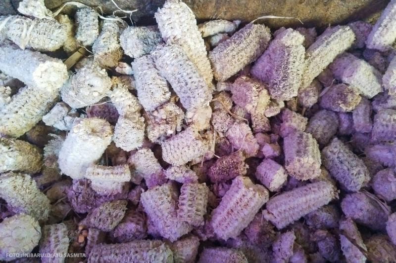 Janggel atau tongkol jagung menjadi bahan bakar untuk pengasapan ikan air laut di Desa Cabean, Kecamatan Demak, Kabupaten Demak.