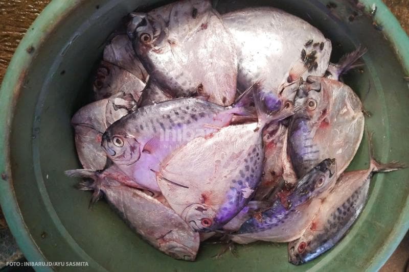 Ikan tombro menjadi salah satu jenis ikan laut yang biasa dijadikan ikan asap di Desa Cabean, Kecamatan Demak, Kabupaten Demak.