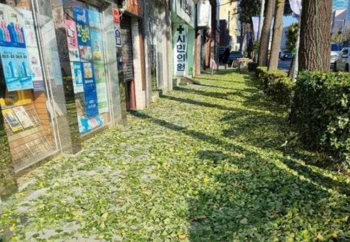 Daun-daun berwarna hijau berguguran pada musim gugur di Korea tahun ini. (Naver)