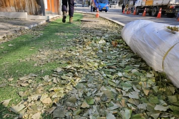 Fenomena daun ginkgo nggak berubah warna pas musim gugur karena perubahan iklim. (Naver)