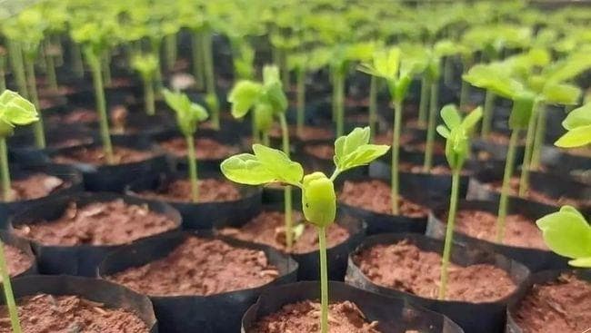 Melambai Hijau Menuju Kelestarian; Merayakan Hari Menanam Pohon Nasional