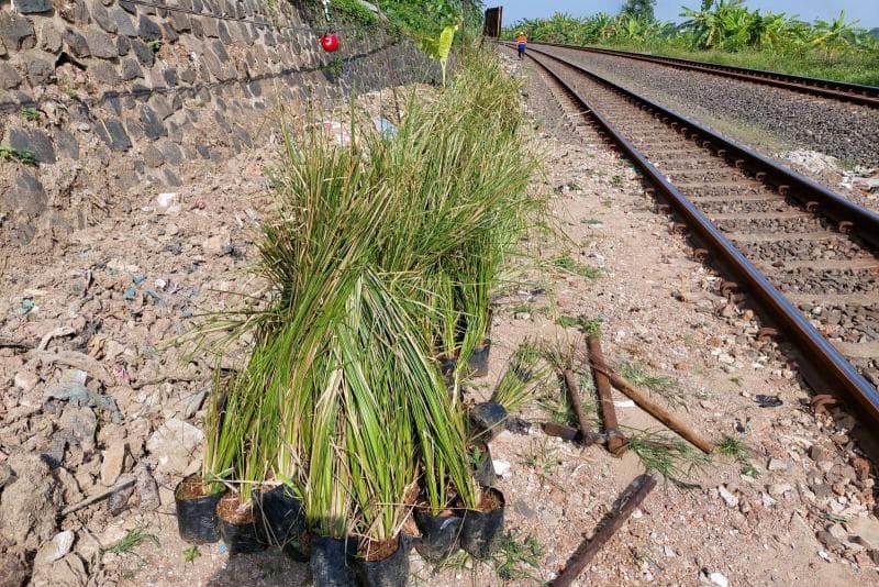 Segudang Manfaat Rumput Akar Wangi yang Ditanam KAI