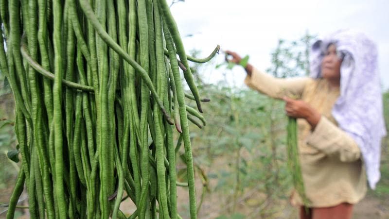 Ilustrasi: Petani Desa Karangnongko, Boyolali nggak mau menanam kacang-kacangan. (Tirto/Antara - Wahdi Septiawan)