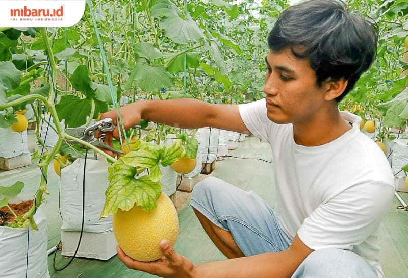 Mellizo Hydro Farm: Budidaya Melon Impor Hidroponik di Pati