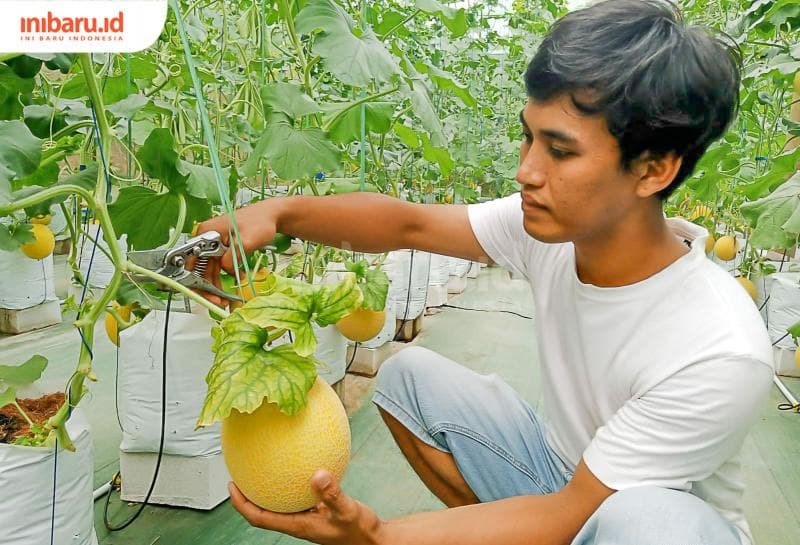 Aris, salah seorang owner melon hidroponik Mellizo Hydro Farm, tengah memetik buah melon yang sudah matang.&nbsp;(Inibaru.id/ Rizki Arganingsih)