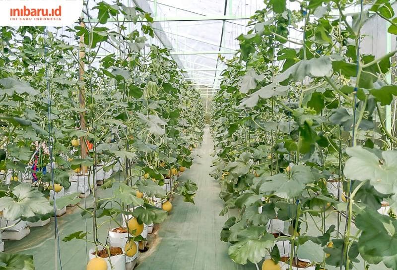 Buah melon hidroponik ini dirawat di greenhouse berukuran 10x30 meter.&nbsp;(Inibaru.id/ Rizki Arganingsih)