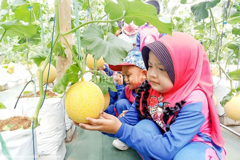 Beberapa anak tengah memperhatikan buah melon yang ditanam dengan sistem budi daya hidroponik.