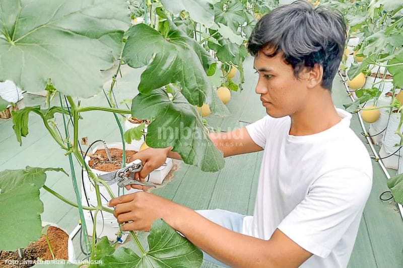 Aris, salah seorang owner melon hidroponik Mellizo Hydro Farm tengah mengurangi daun pada tanaman melon agar buah berkembang dengan baik.
